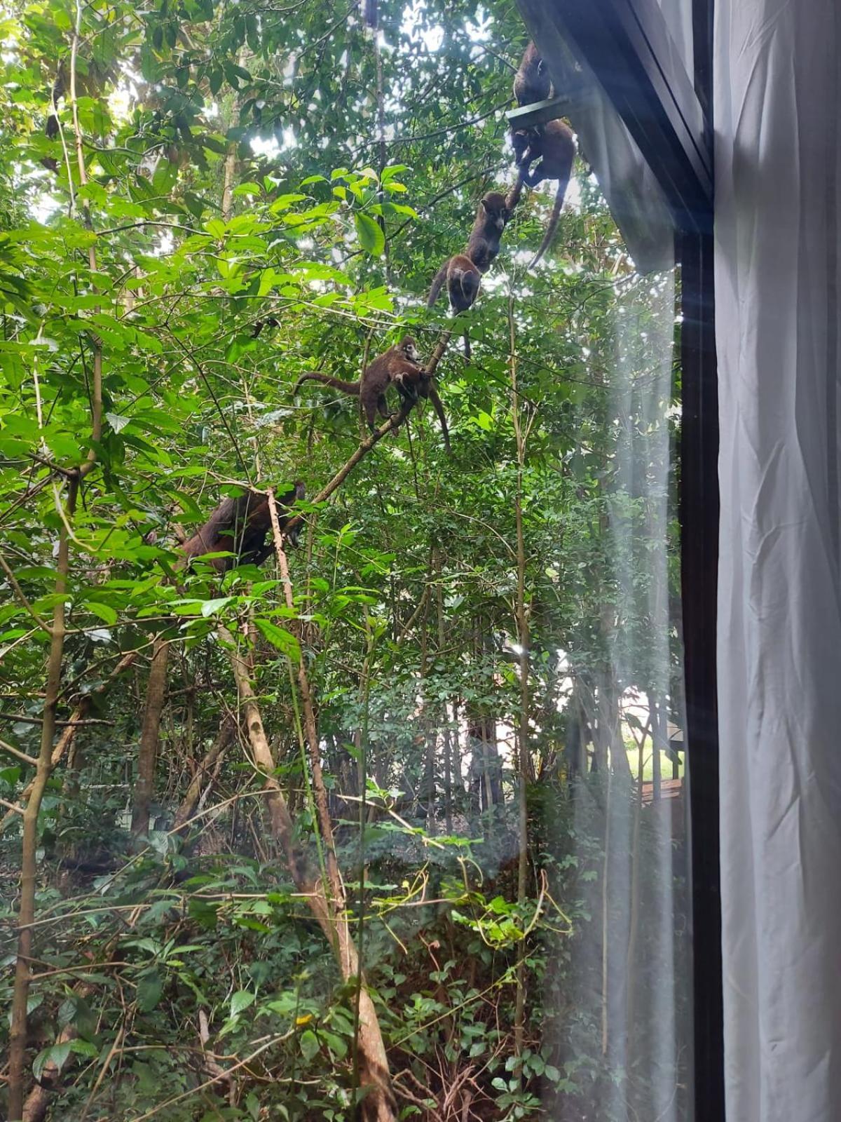 Jungle Living Tree Houses Monteverde Exterior foto