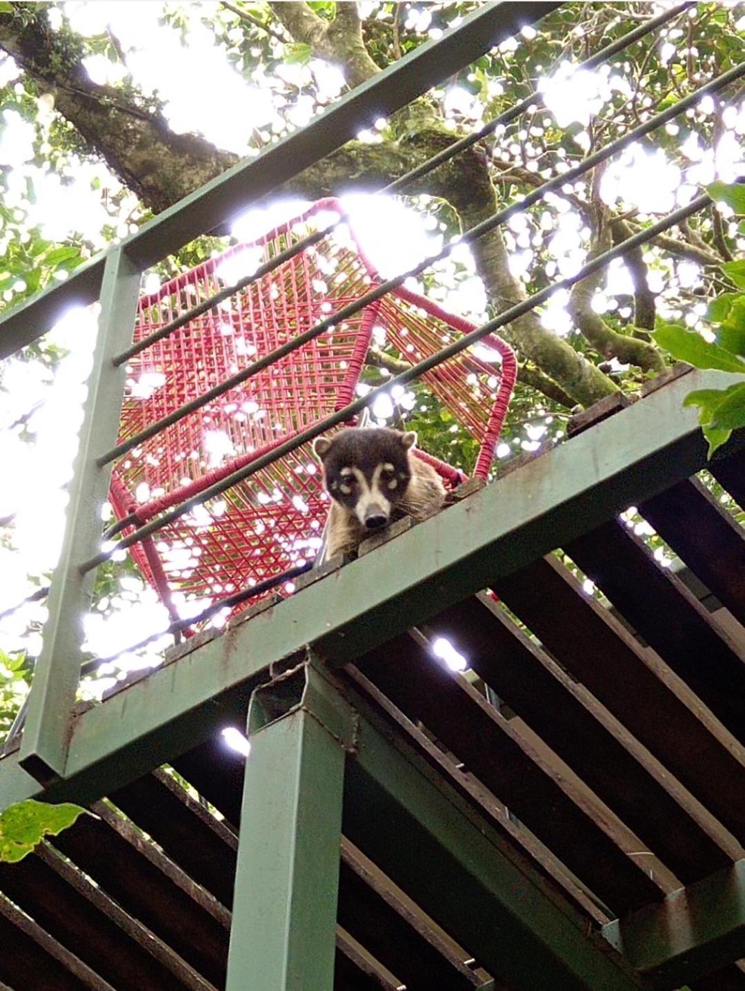 Jungle Living Tree Houses Monteverde Exterior foto